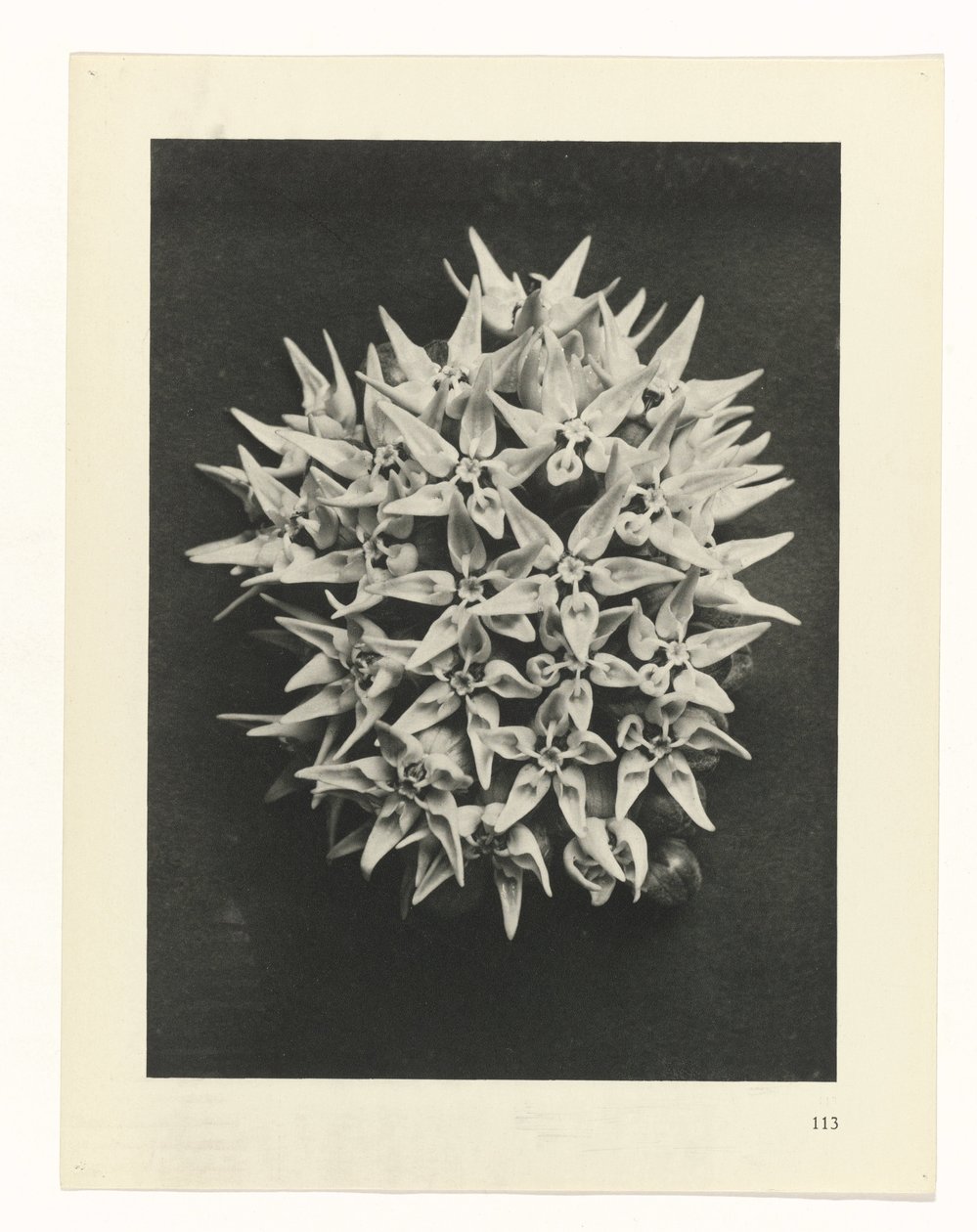 plan çalışması Sanat Arketipleri (dizi başlığı) by Karl Blossfeldt