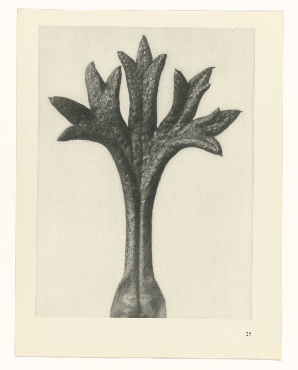 plan çalışması Sanat Arketipleri (dizi başlığı) by Karl Blossfeldt