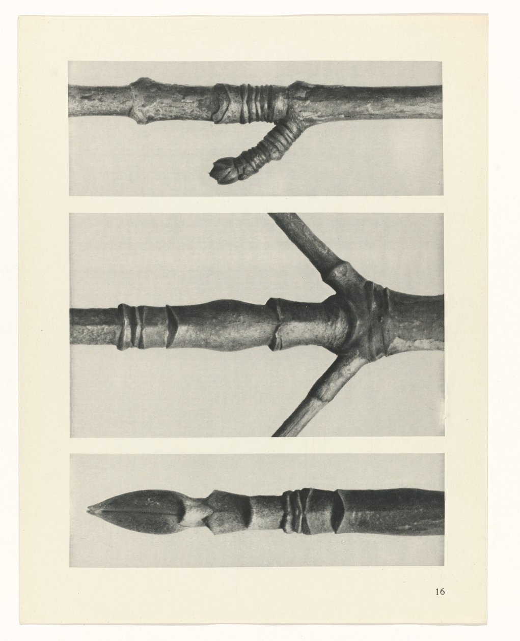 plan çalışması Sanat Arketipleri (dizi başlığı) by Karl Blossfeldt