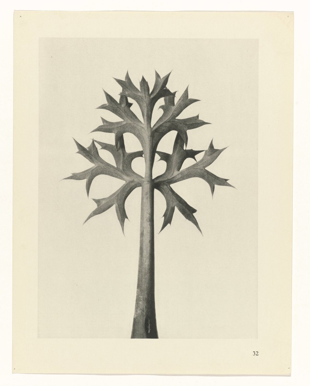 Plan çalışması Urformen der Kunst (seri başlığı) by Karl Blossfeldt