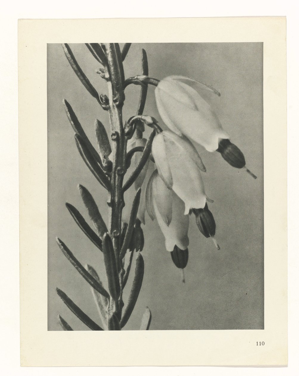 plan çalışması Sanat Arketipleri (dizi başlığı) by Karl Blossfeldt