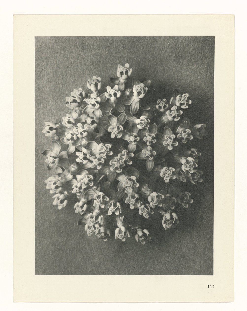 plan çalışması Sanat Arketipleri (dizi başlığı) by Karl Blossfeldt