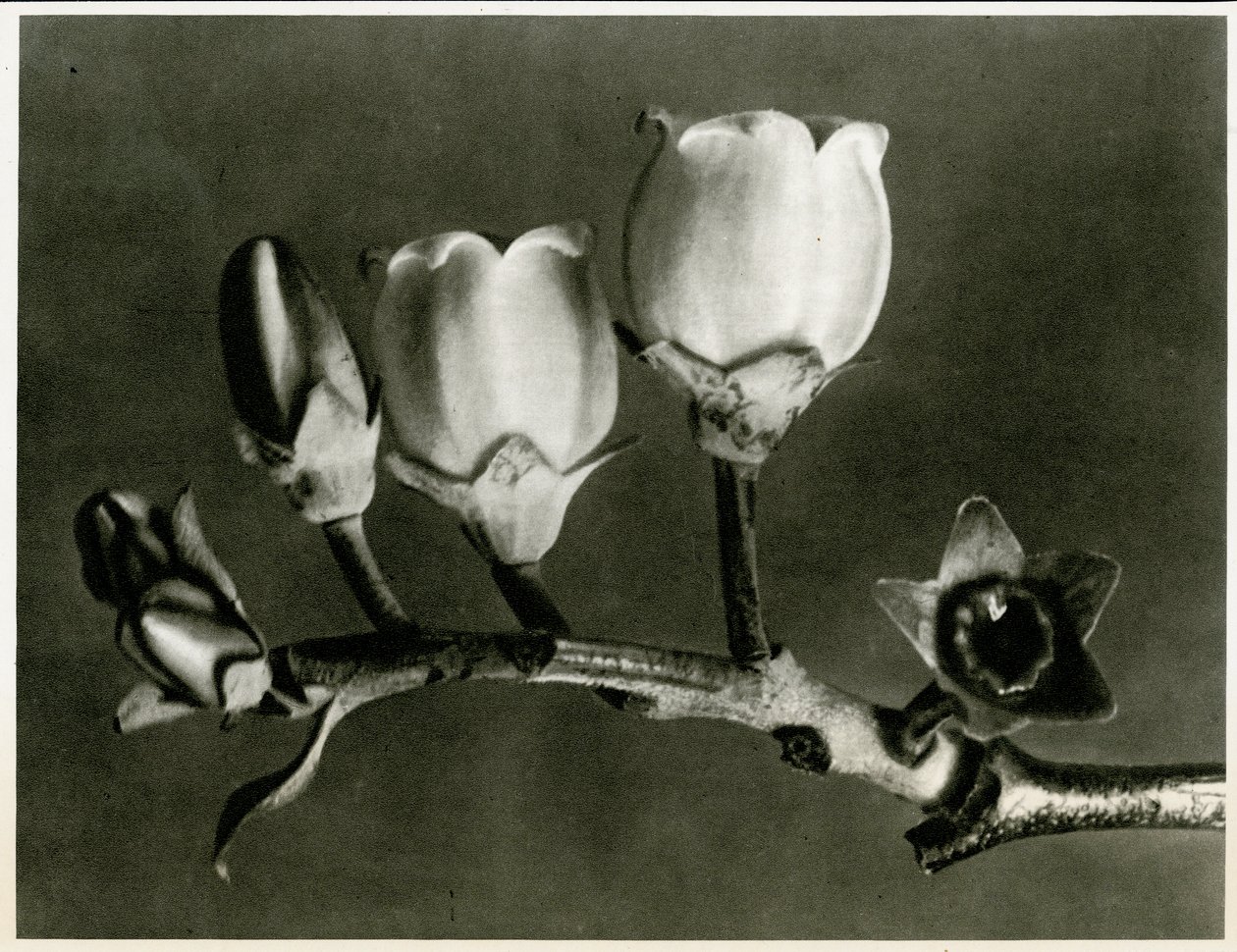 Vaccinium Corymbosum. 1929 (fotogravür) by Karl Blossfeldt