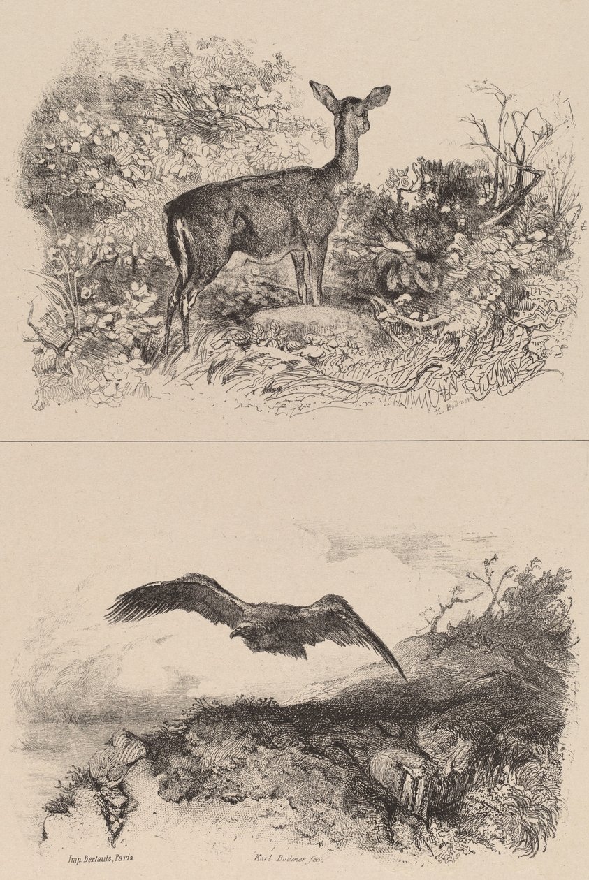 Dur, Kartal. by Karl Bodmer