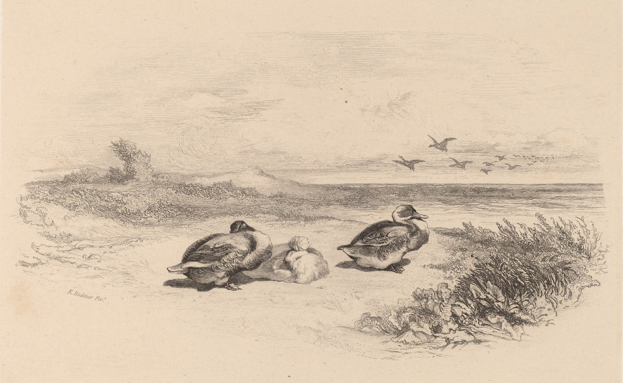 Yaban Ördekleri. by Karl Bodmer