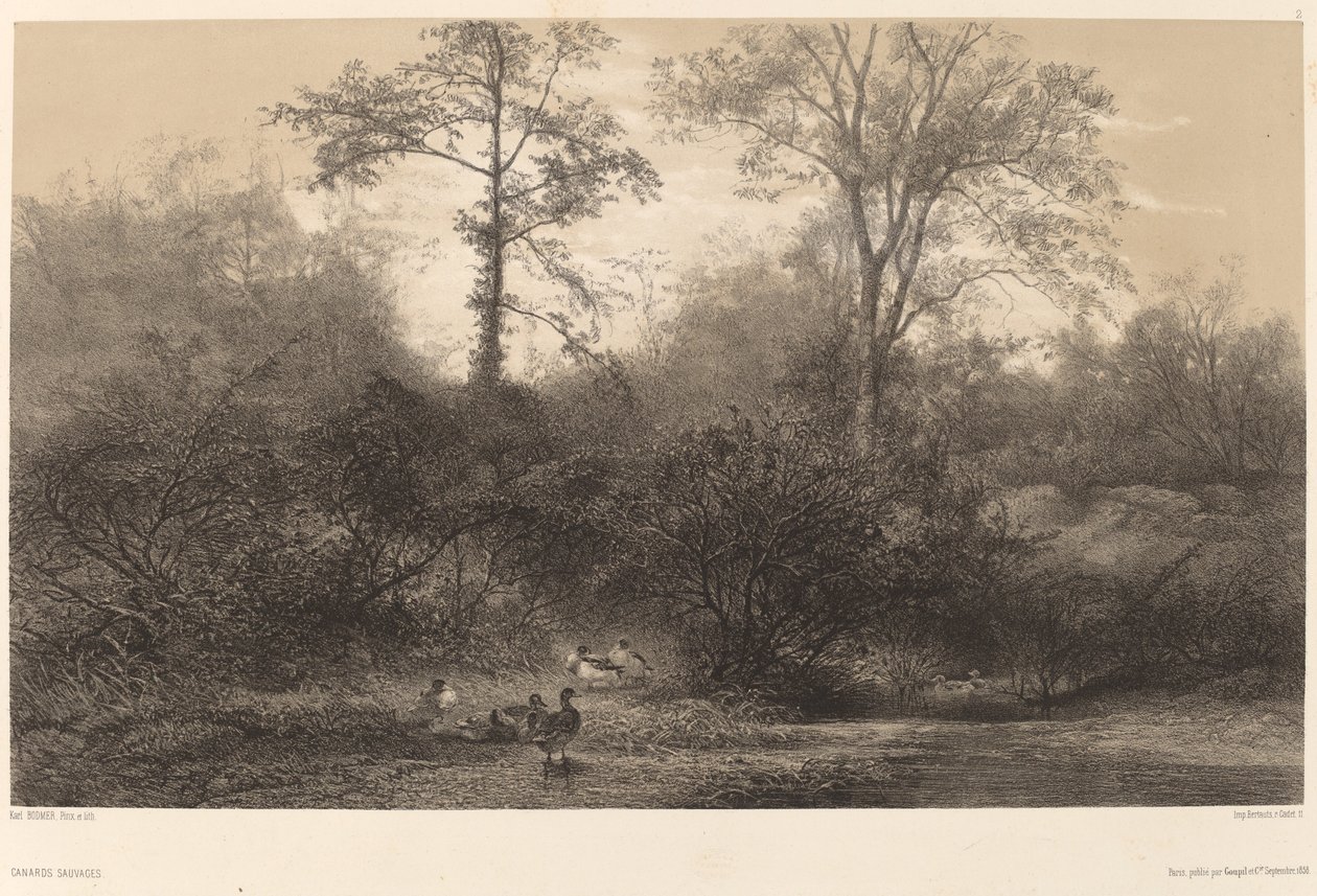 Yaban Ördekleri. by Karl Bodmer