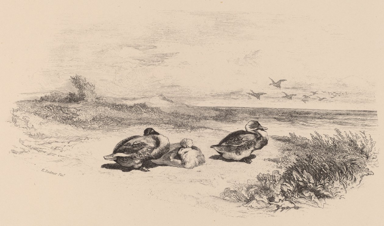 Yaban Ördekleri. by Karl Bodmer