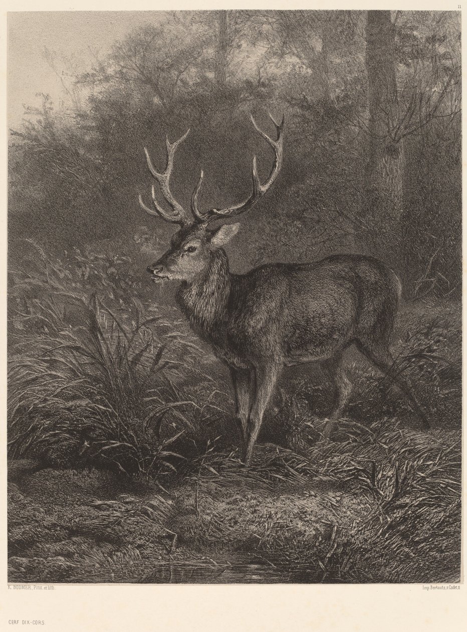 Cerf Dix-Cors by Karl Bodmer