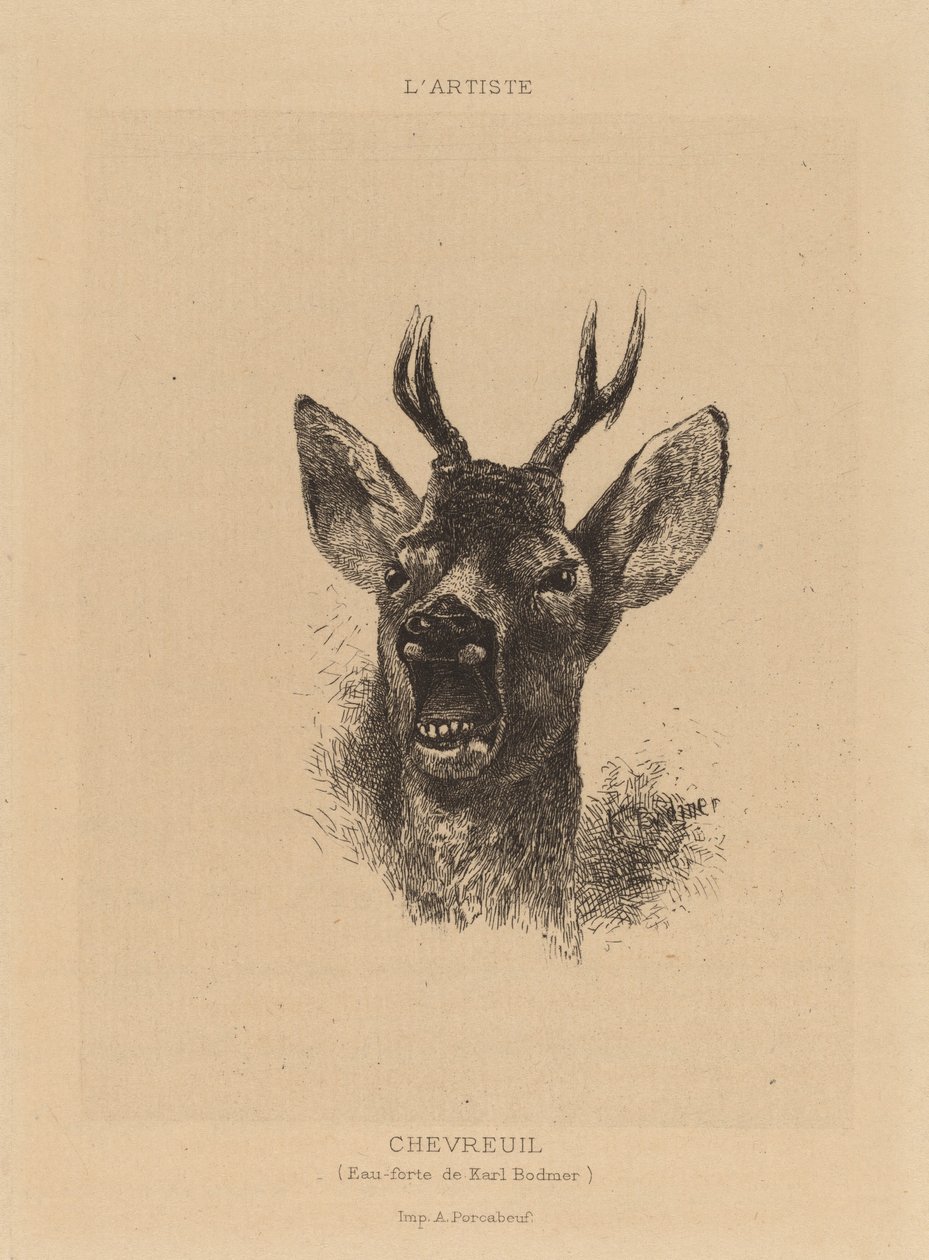 Geyik. by Karl Bodmer