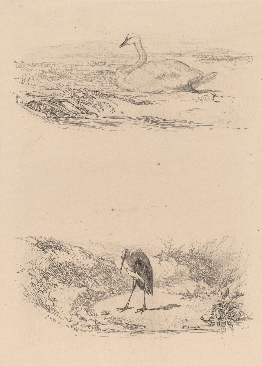 Kuğu, balıkçıl. by Karl Bodmer