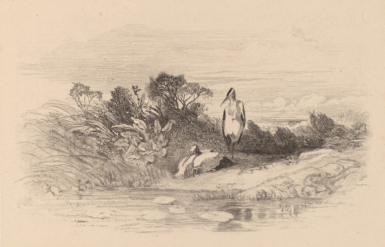 Balıkçıllar. by Karl Bodmer