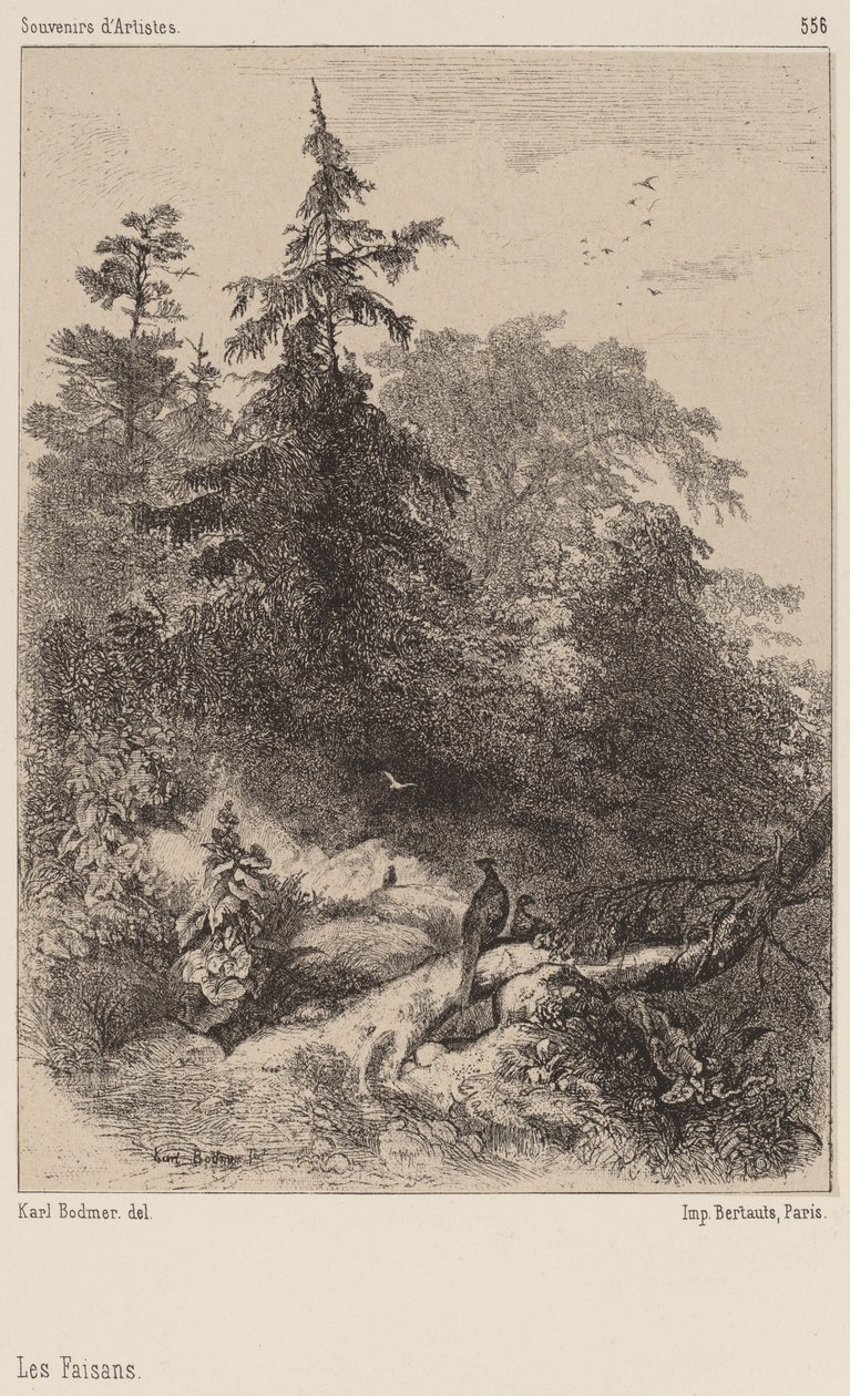 Sülünler. by Karl Bodmer