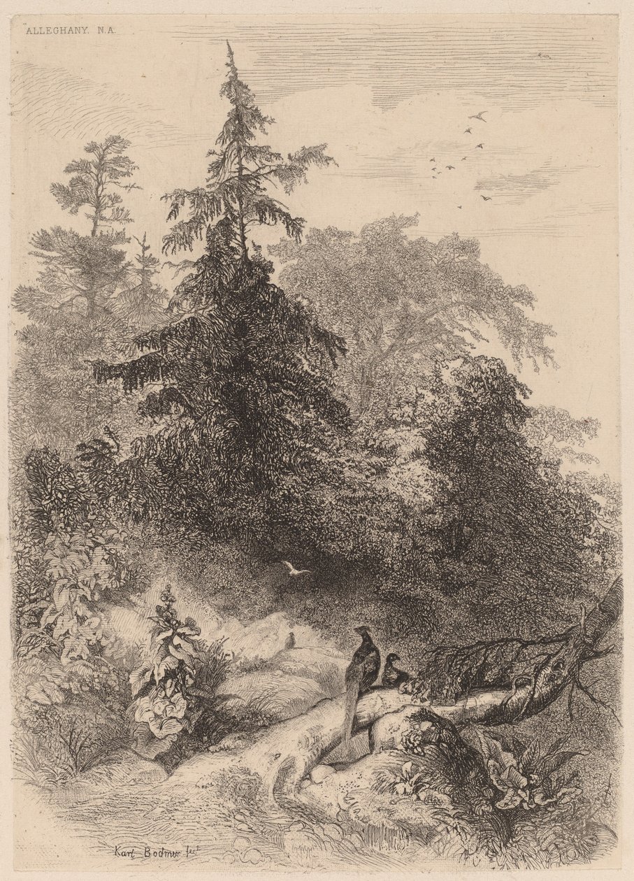 sülün by Karl Bodmer