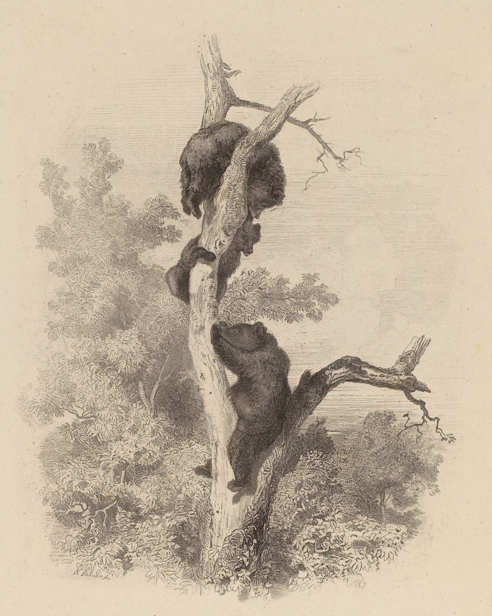 Les Bizim Ayılar, 18581874. by Karl Bodmer