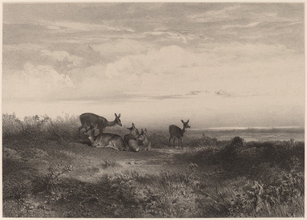 geyik by Karl Bodmer