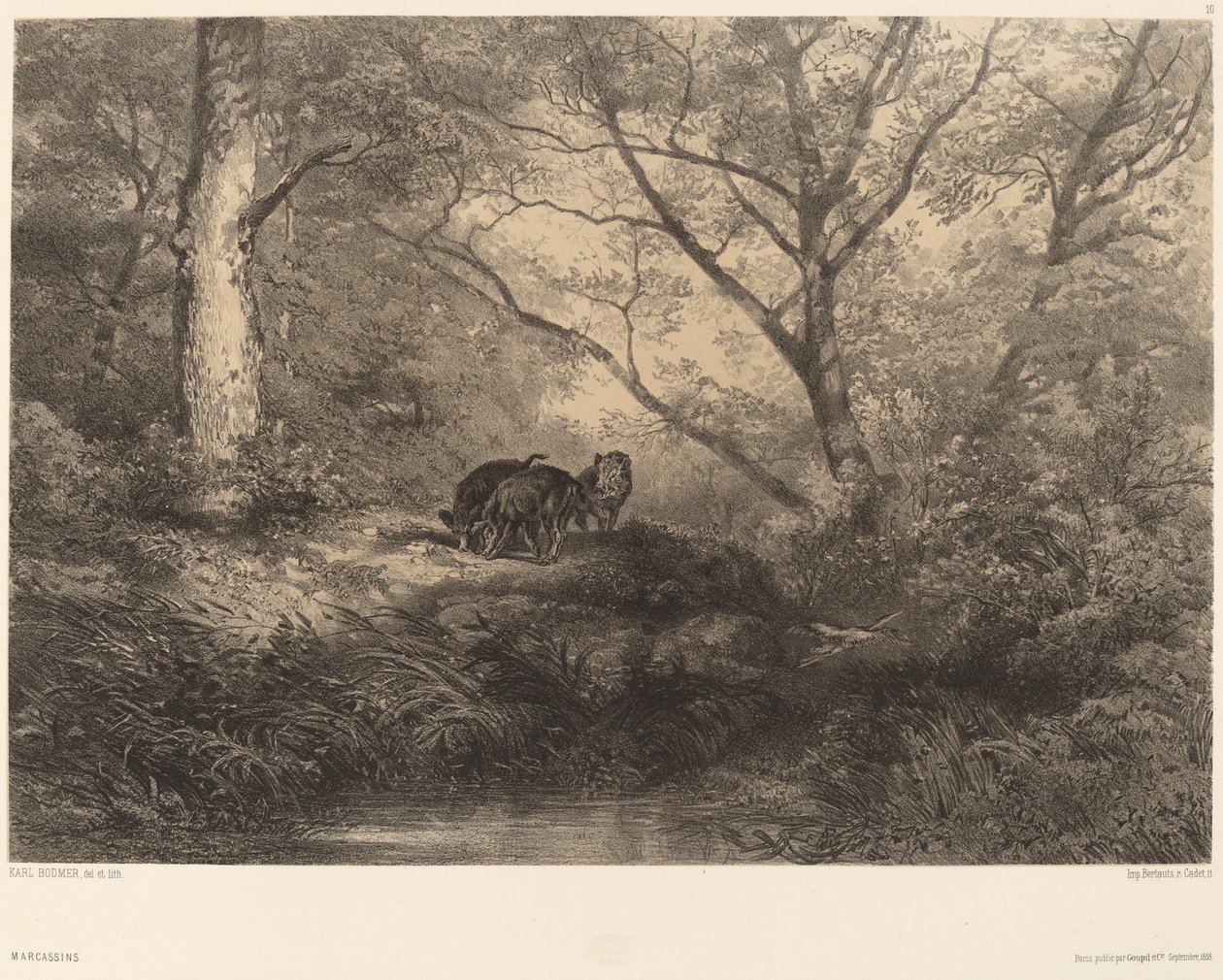 marcassins by Karl Bodmer