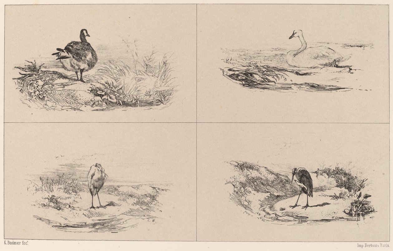 Kazlar, kuğular, balıkçıllar. by Karl Bodmer