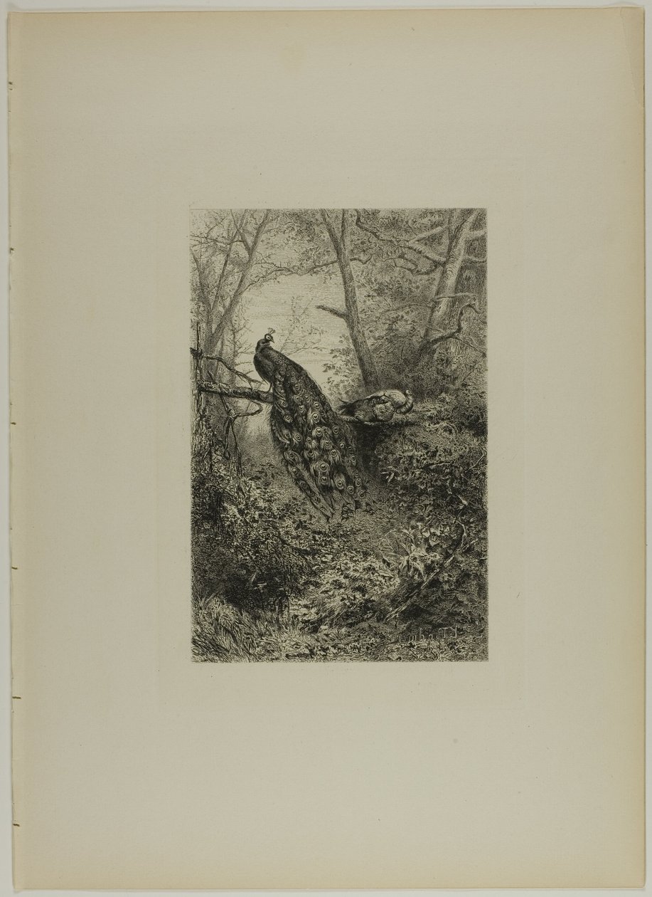 Tavus kuşları bir dal üzerinde by Karl Bodmer