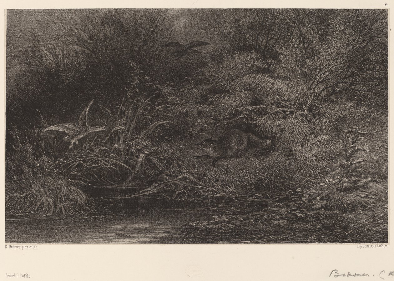 sinsi sinsi tilki by Karl Bodmer