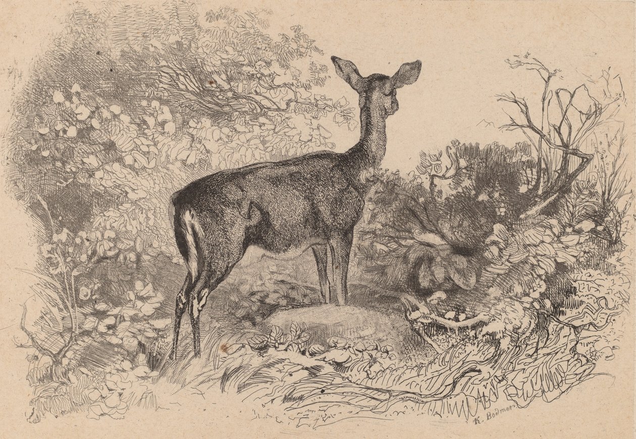 Bir geyik. by Karl Bodmer