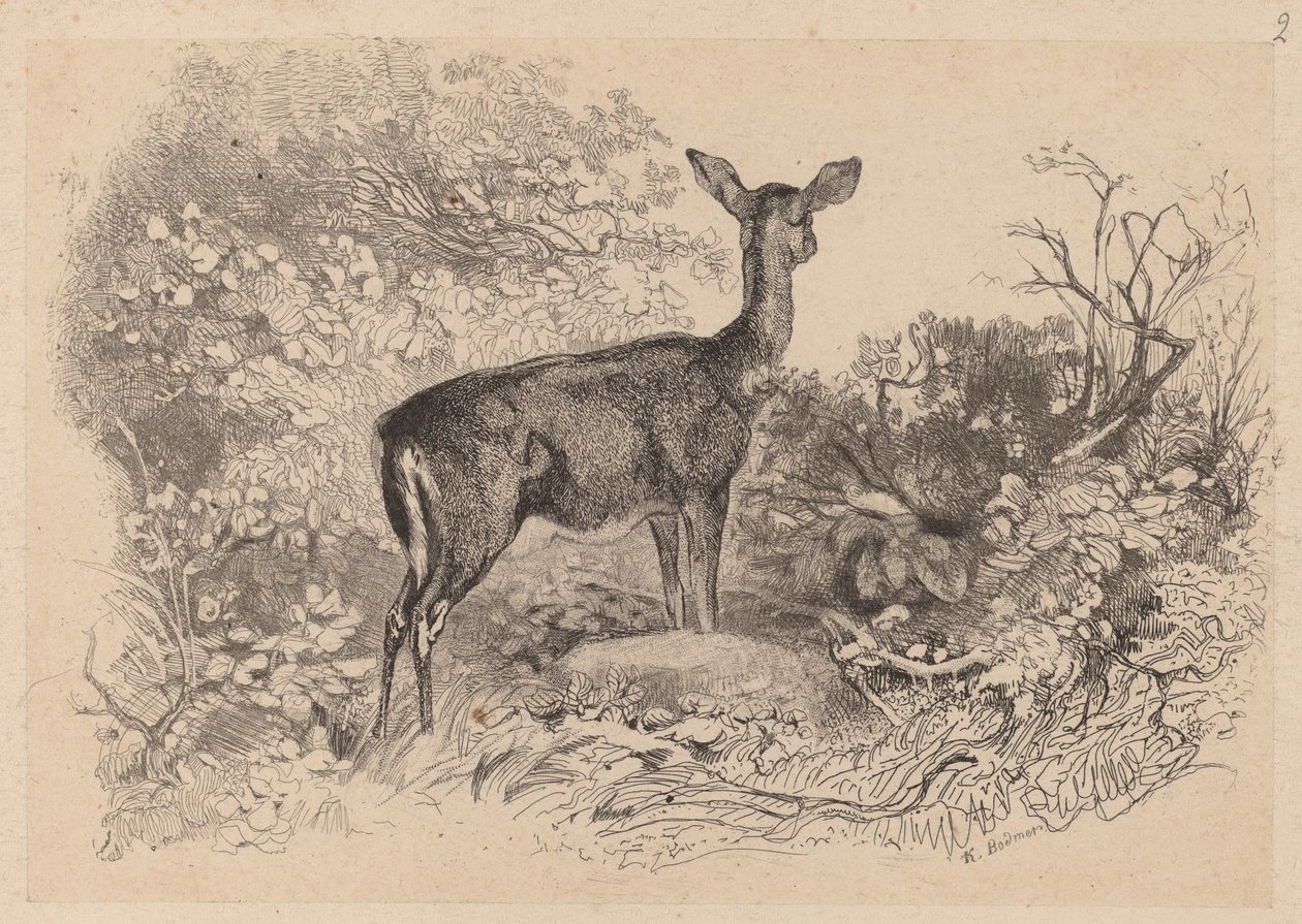 bir geyik by Karl Bodmer