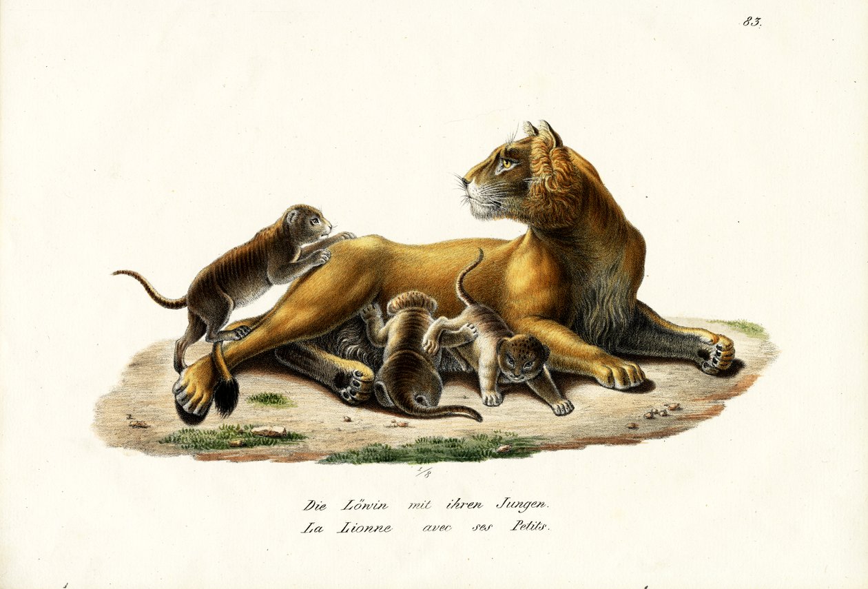 Yavru Dişi Aslan, 1824 by Karl Joseph Brodtmann