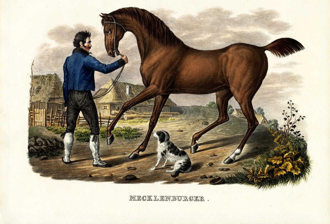 Mecklenburger Atı, 1824 by Karl Joseph Brodtmann
