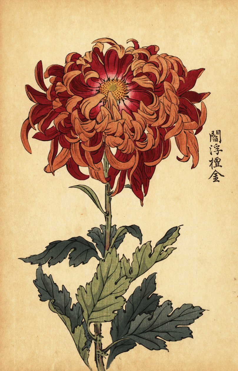 Hibrit turuncu ve koyu kırmızı krizantem., 1893 (gravür) by Keika Hasegawa