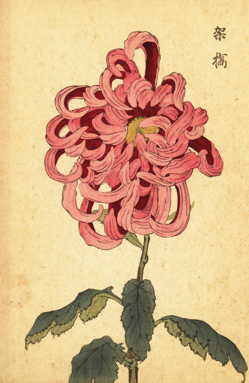 Melez pembe ve koyu kırmızı krizantem.,1893 (gravür) by Keika Hasegawa