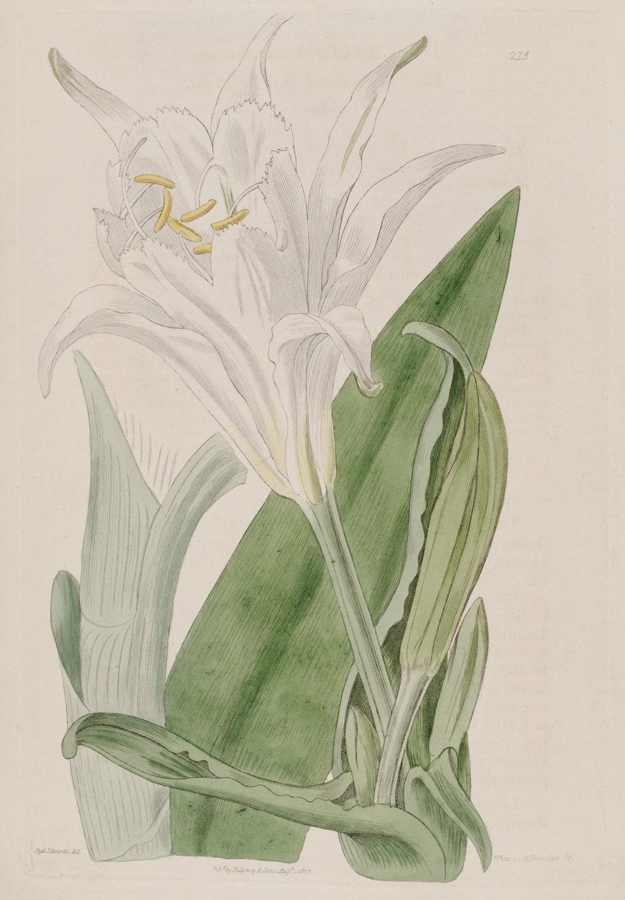 ismene nergis florası by Ker Gawler