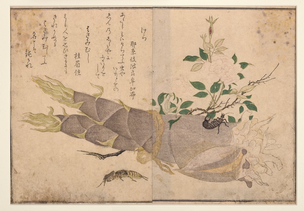 Kulağakaçan ve köstebek cırcır böceği, 1788 (tahta blok) by Kitagawa Utamaro