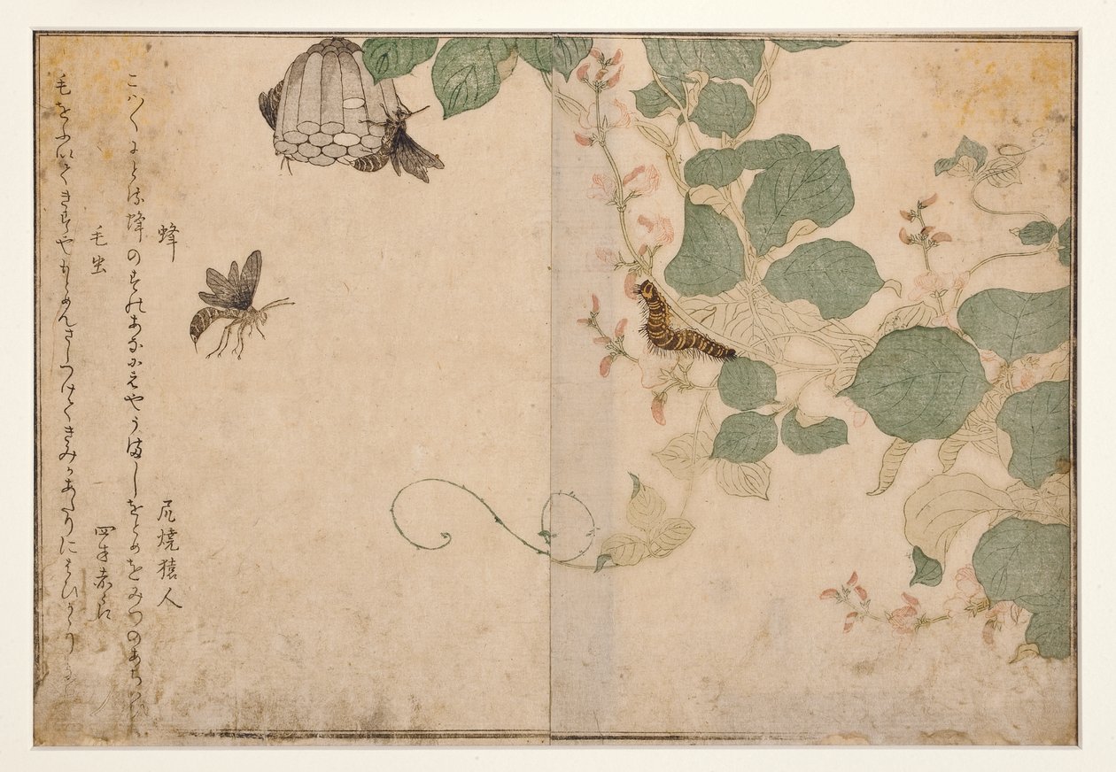ಕಣಜಗಳು ಮತ್ತು ಕೂದಲುಳ್ಳ ಕ್ಯಾಟರ್ಪಿಲ್ಲರ್, 1788 (ಮರದ ಬ್ಲಾಕ್)ಟರ್ಕ್ by Kitagawa Utamaro