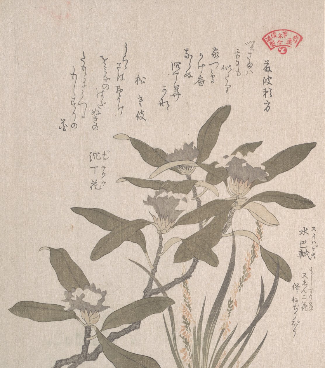 Daphne odora ve Mojisuri-so, 19. yüzyıl. by Kubo Shunman
