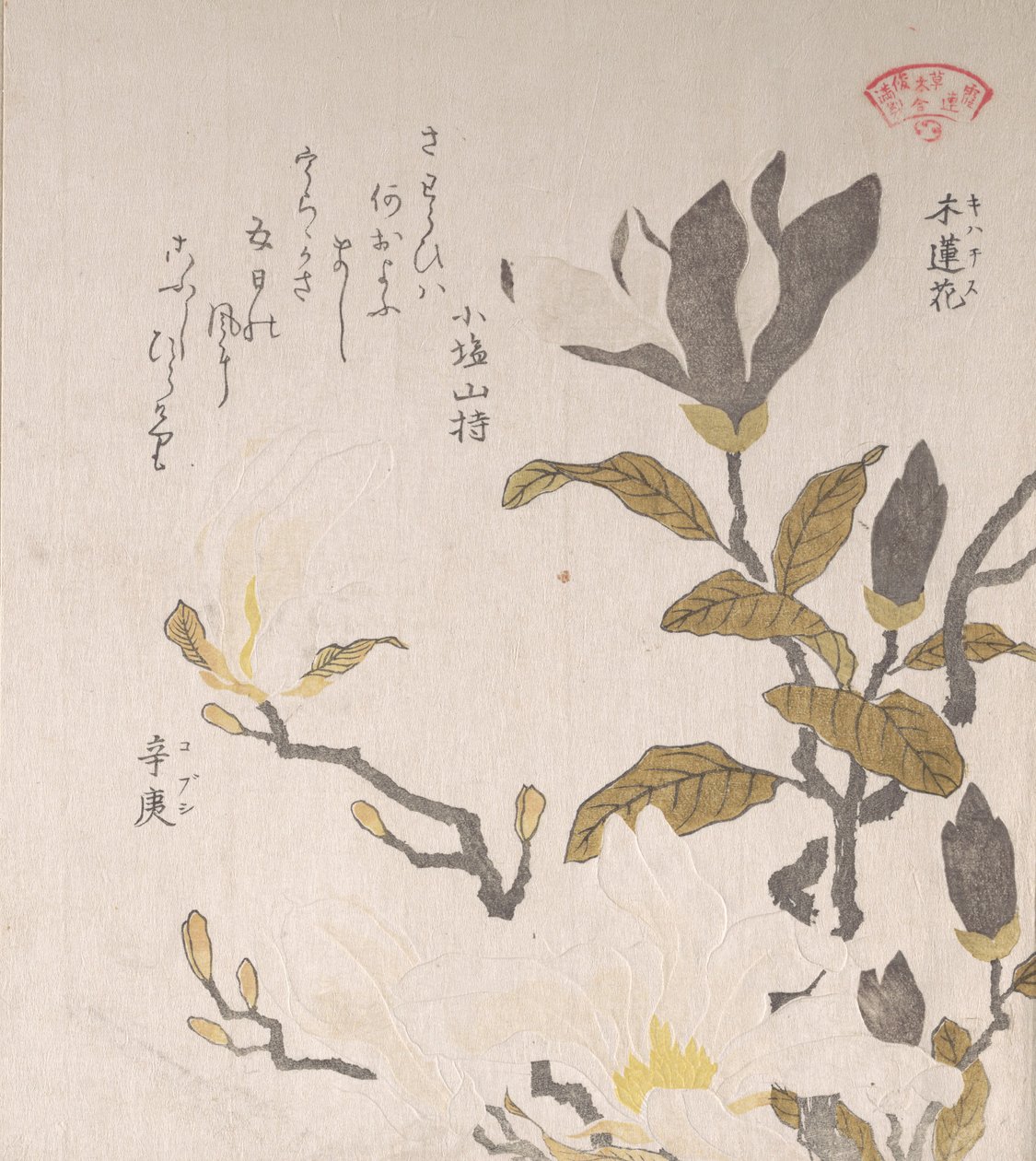 Manolya Çiçekleri, 19. yüzyıl. by Kubo Shunman