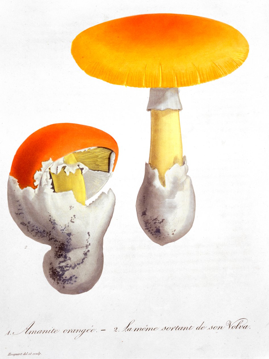 Amanita Caesarea Sezar