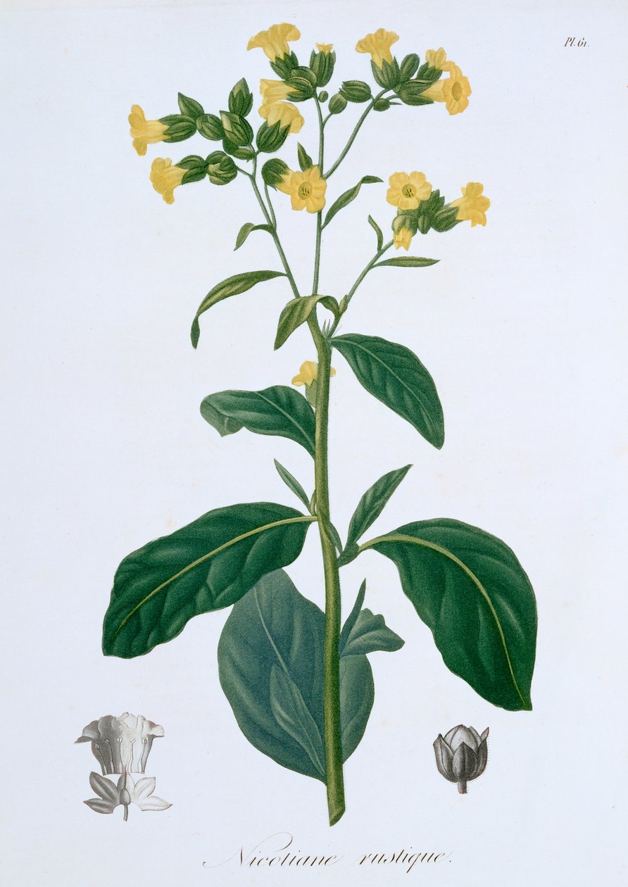 Nicotiana Tütün, 1821 by LFJ Hoquart