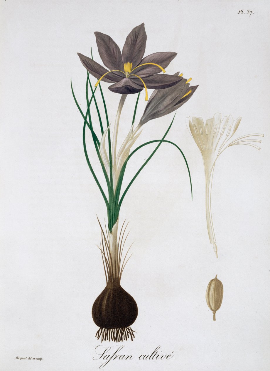 Safran Çiğdem, 1821. by LFJ Hoquart