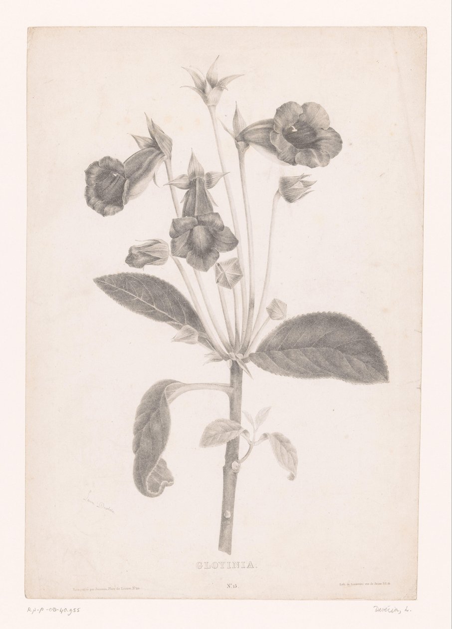 Gloxinia Gloyinia (nesne üzerindeki başlık) by Laure Devéria