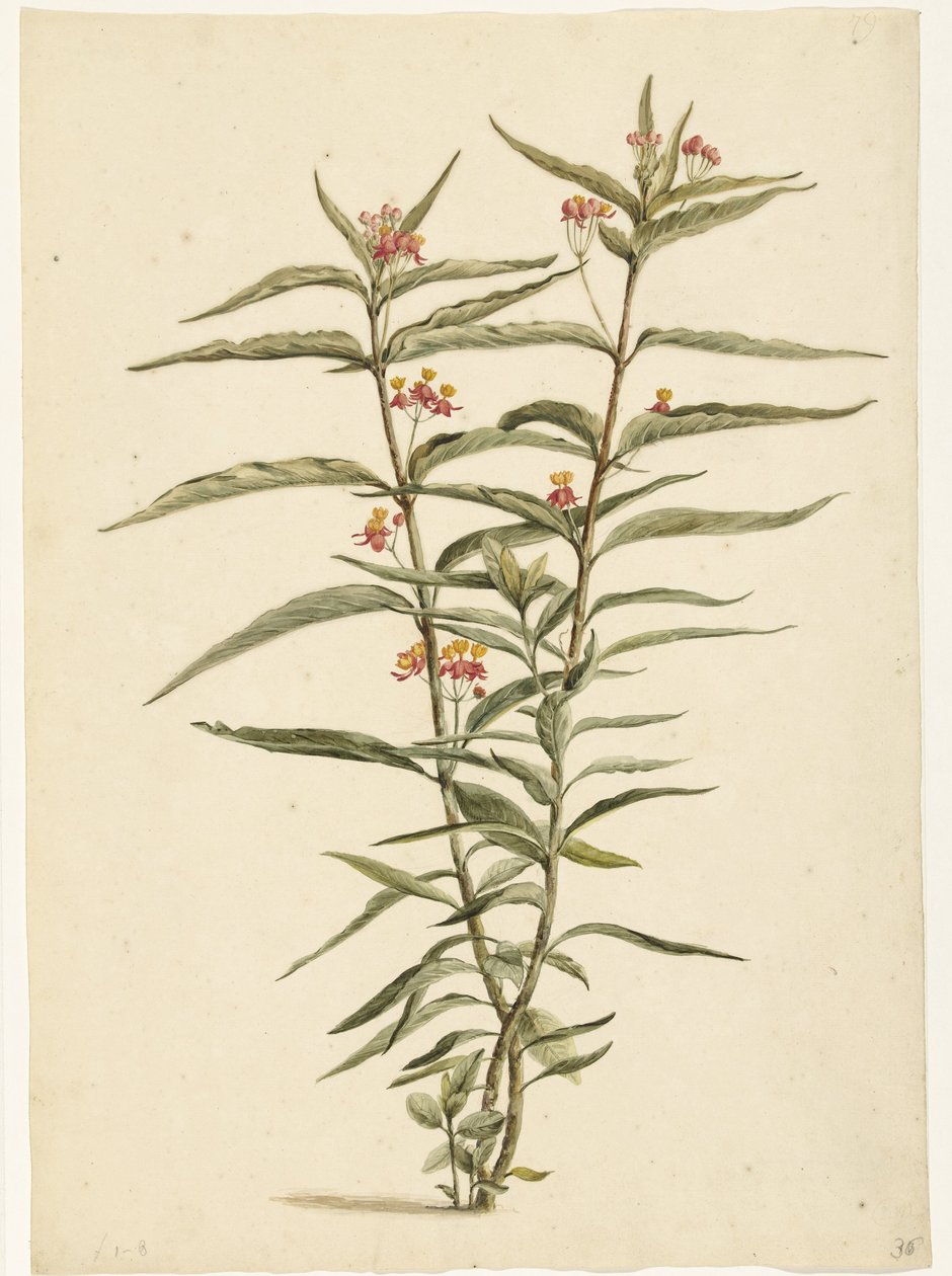 Sarı kantaron çiçek açan (Asclepias curassavica) by Laurens Vincentsz. van der Vinne