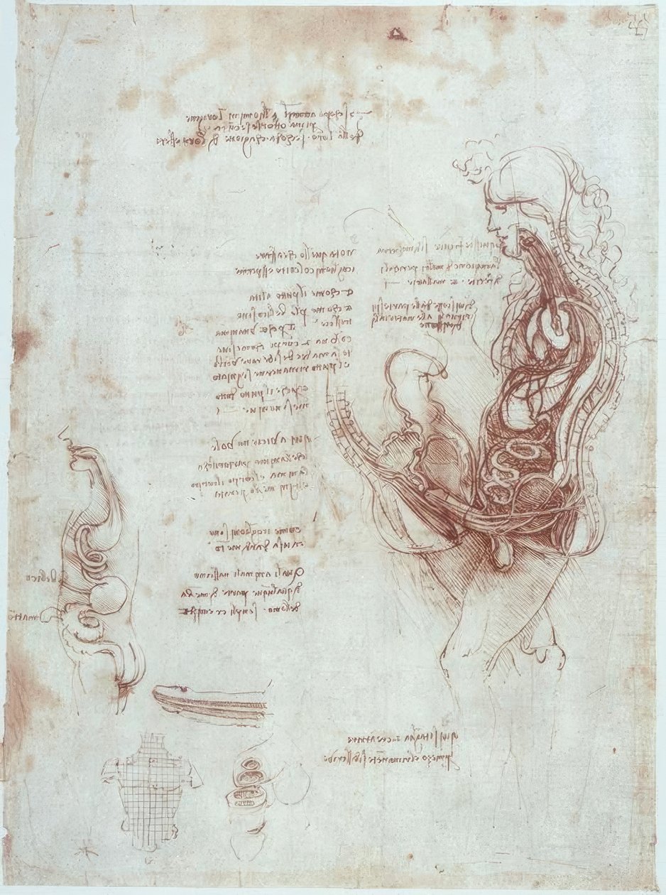 Anatomi çalışmaları: boyuna kesitte çiftleşme pozisyonu by Leonardo da Vinci
