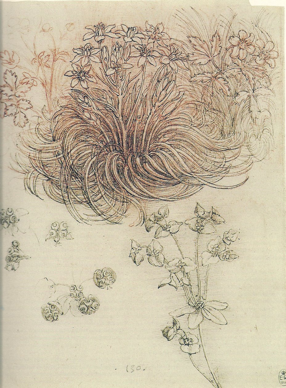 Ornithogalum (Bethlehem Yıldızı) by Leonardo da Vinci