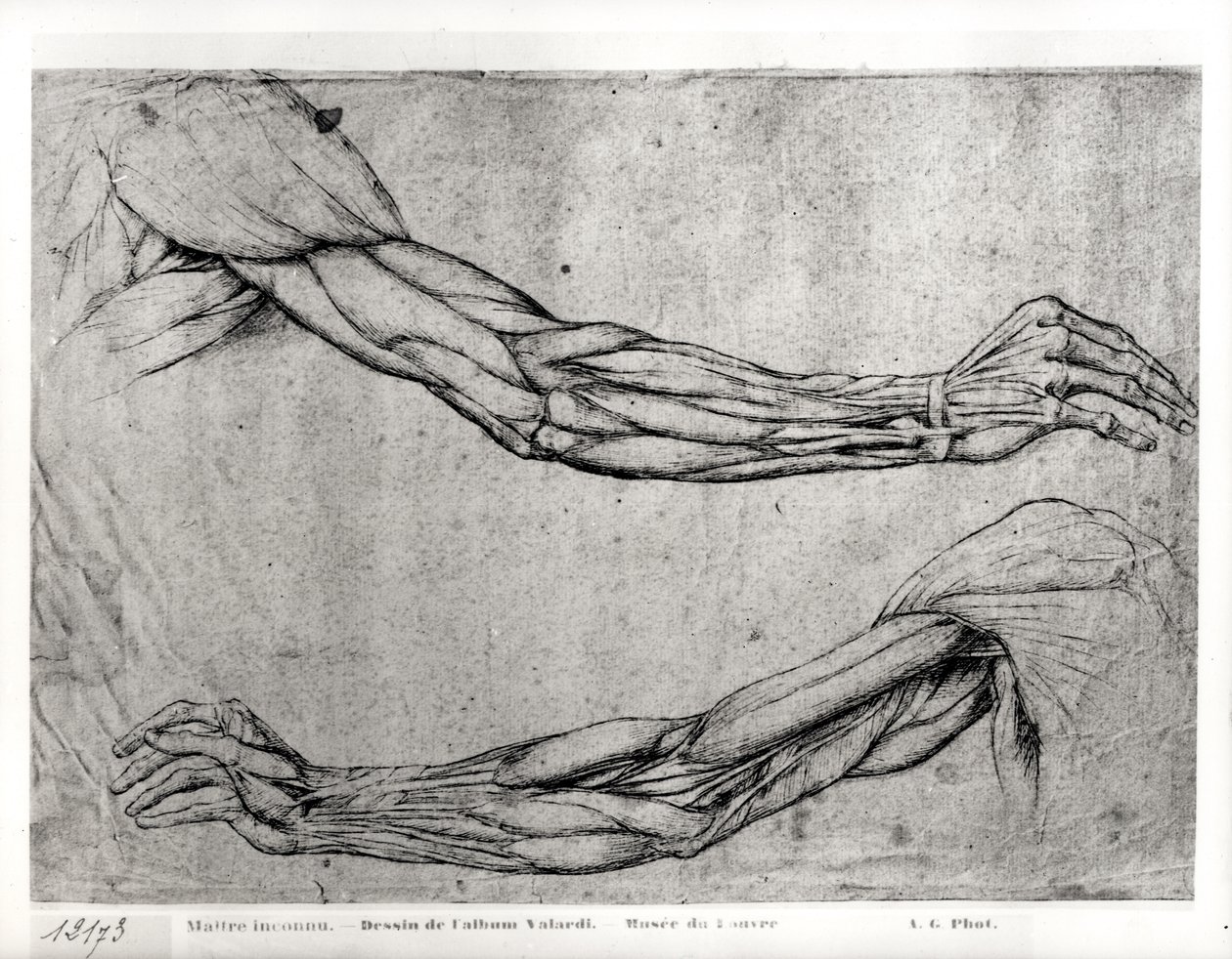 Silah Çalışması by Leonardo da Vinci