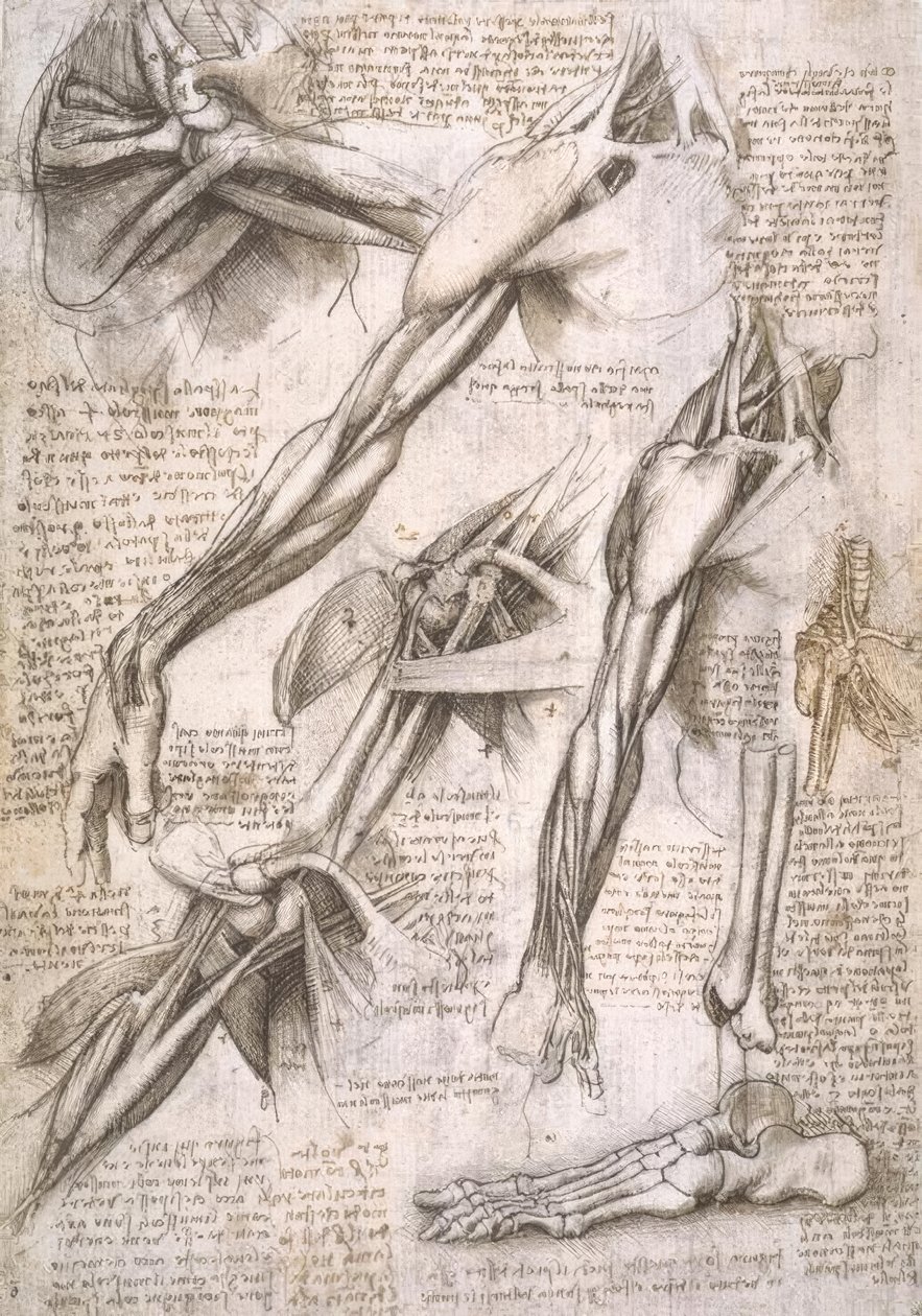anatomi eğitimi by Leonardo da Vinci