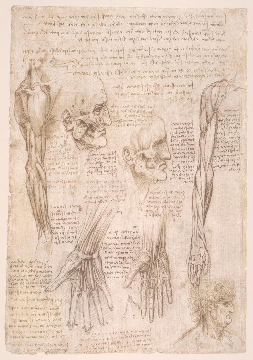 anatomi eğitimi by Leonardo da Vinci