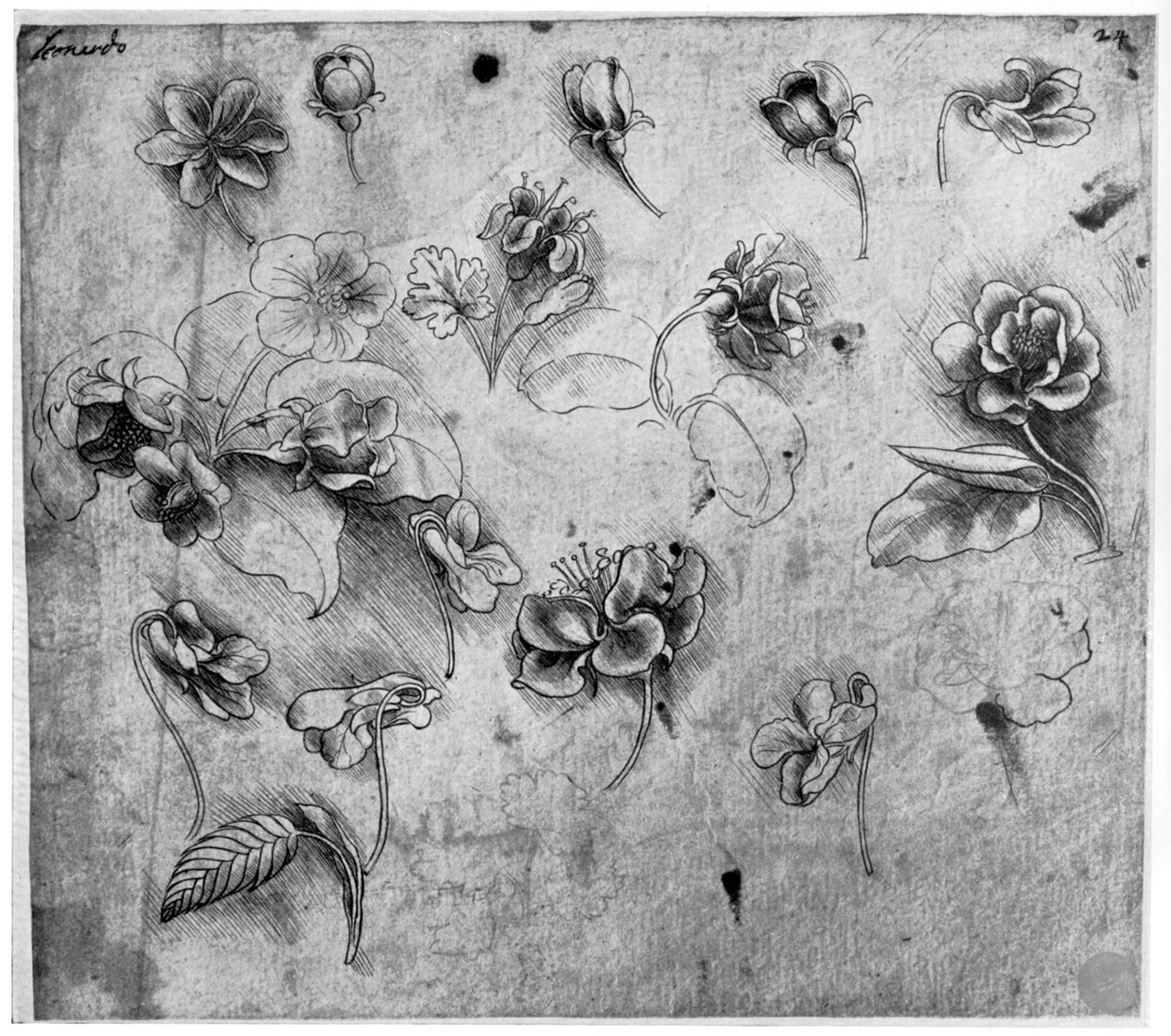 Çiçeklerin incelenmesi, c1481-1483 1954. by Leonardo da Vinci