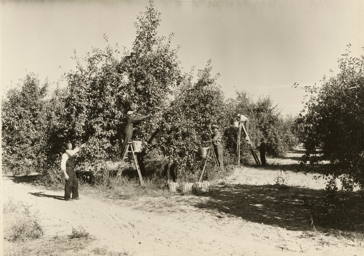 İsimsiz, ca. 1935. by Lewis Wickes Hine