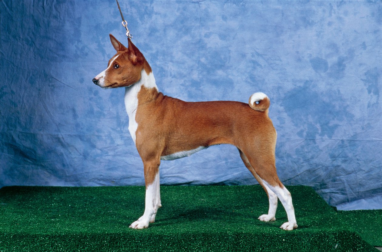Basenji Yoga (fotoğraf) by Unbekannt Unbekannt