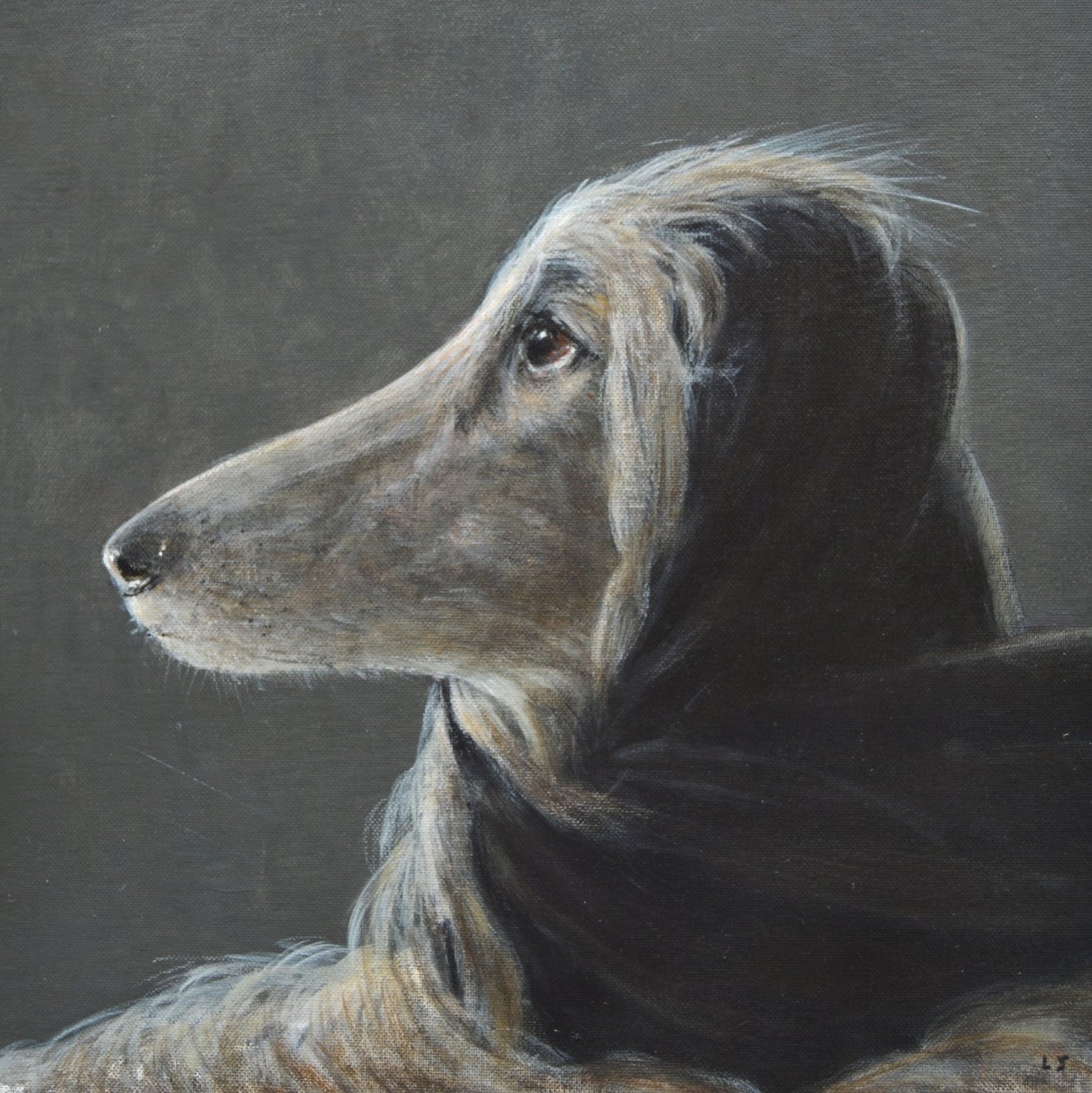 Hızda Afgan, Gray by Lincoln Seligman