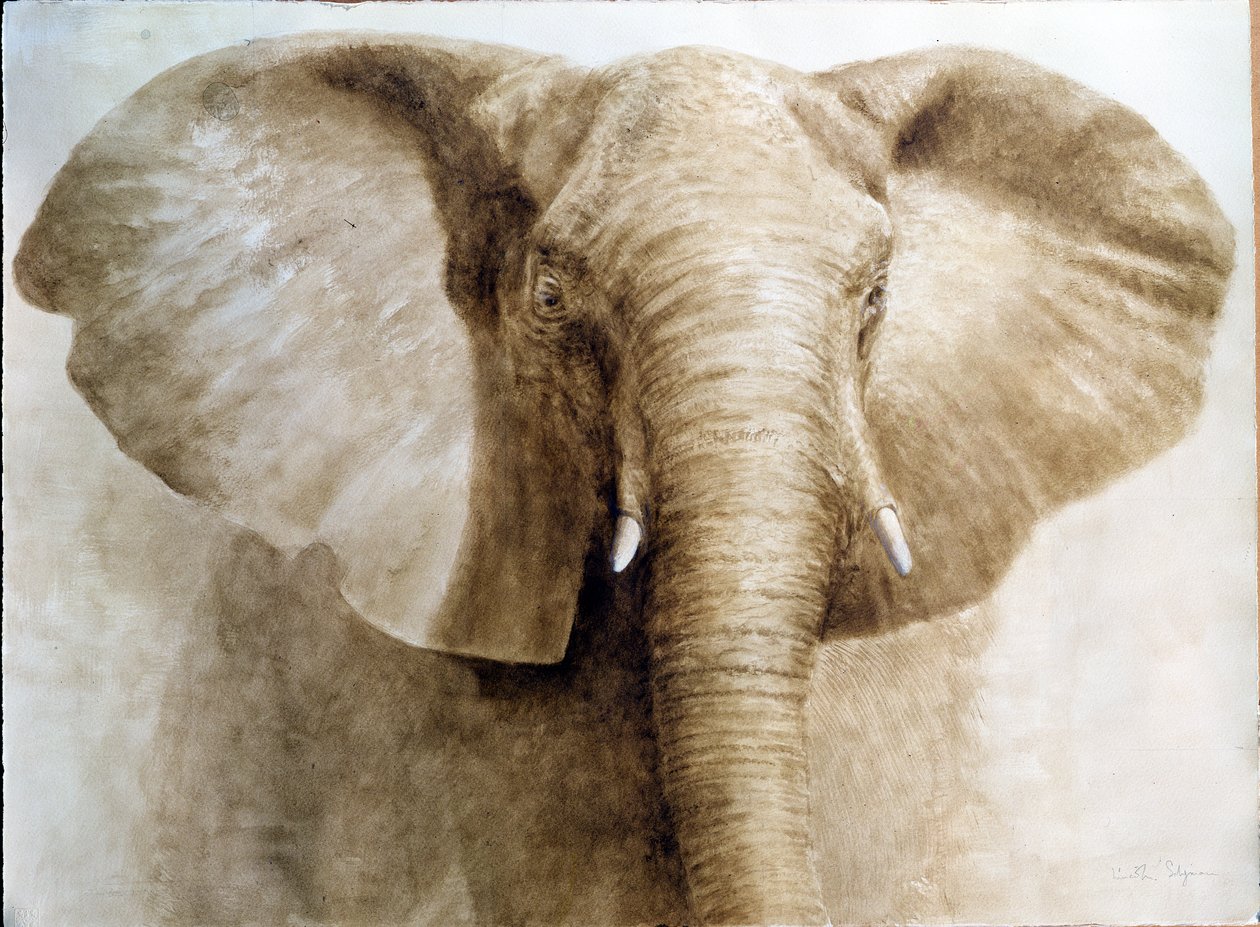 Fil, 2004 (kağıt üzerinde akrilik) by Lincoln Seligman