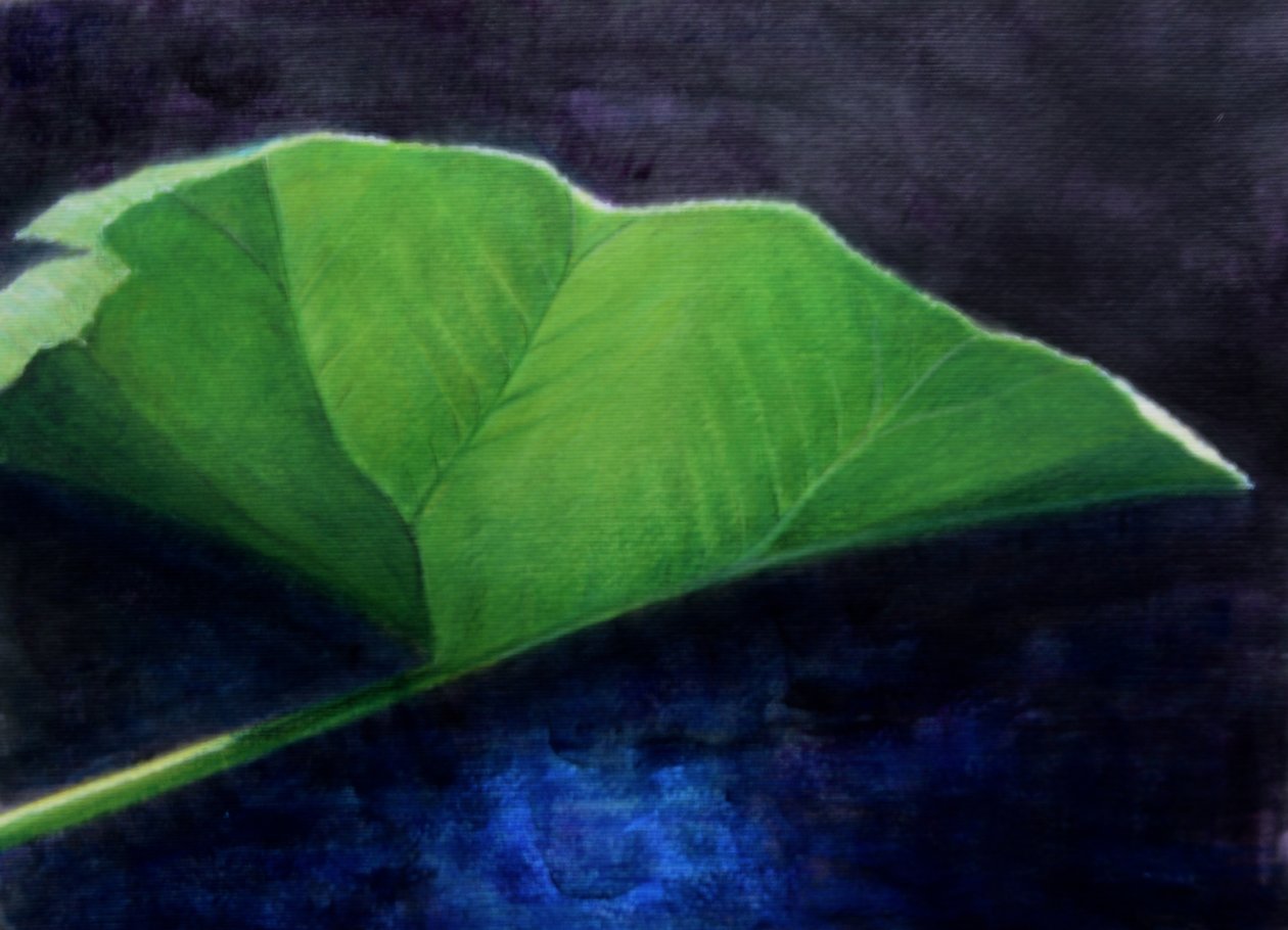 Günnera Yaprağı by Lincoln Seligman